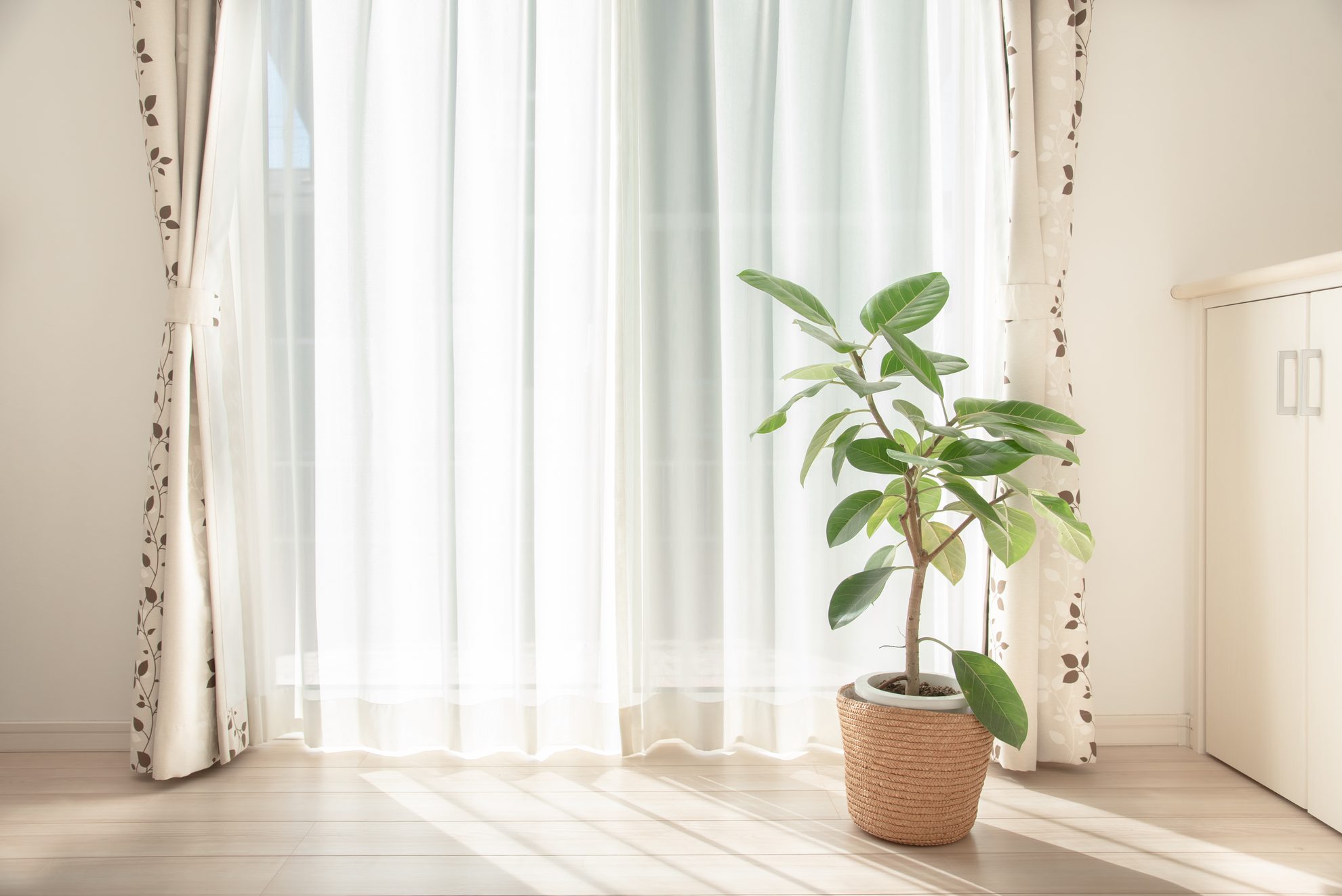 光が差し込む窓辺と観葉植物